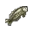 Grass Carp