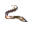 Eel